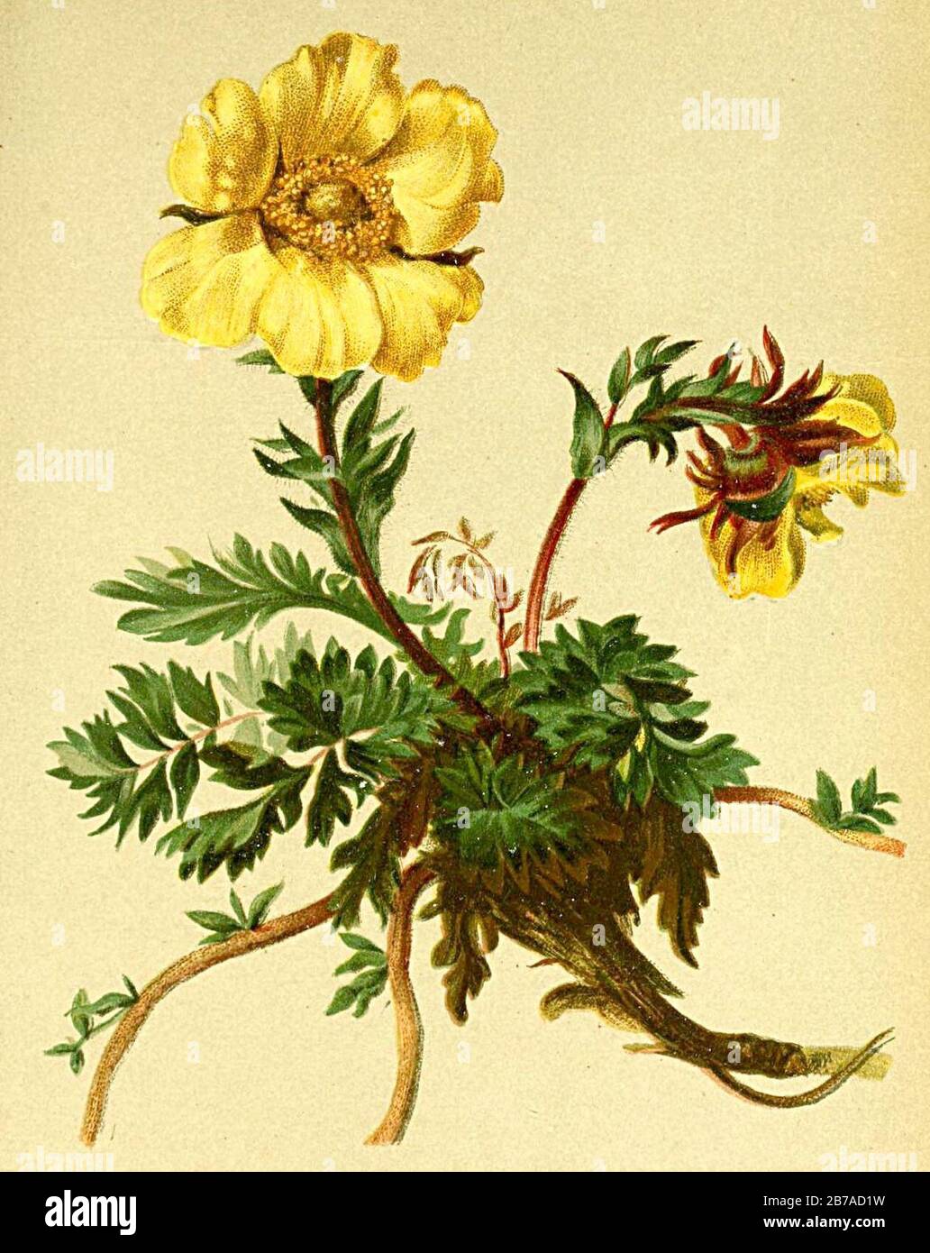 Geum reptans Atlas Alpenflora. Stock Photo