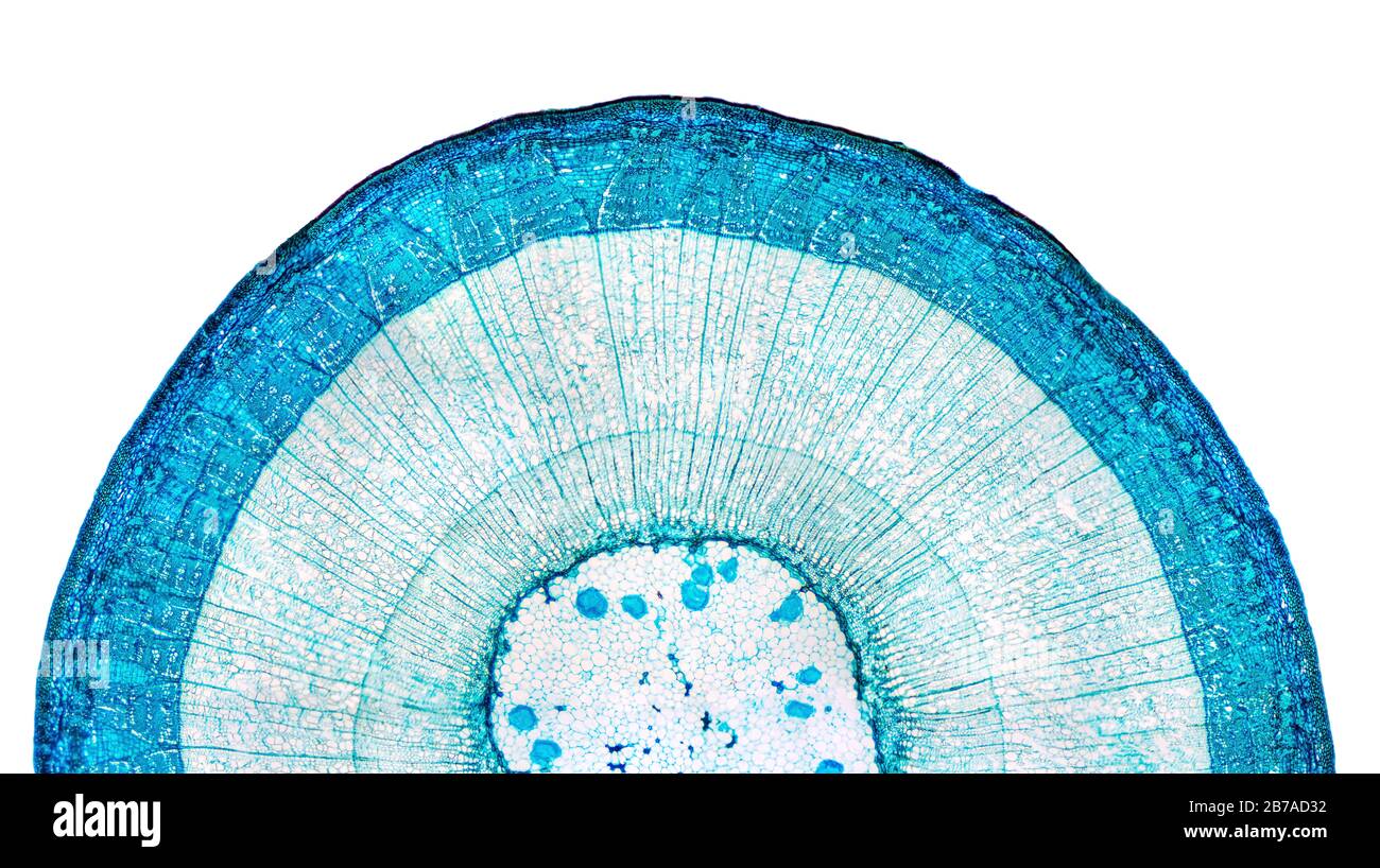 Stem of wood dicotyledon, half cross section under microscope. Light microscope slide with the microsection of a wood stem with vascular bundles. Stock Photo