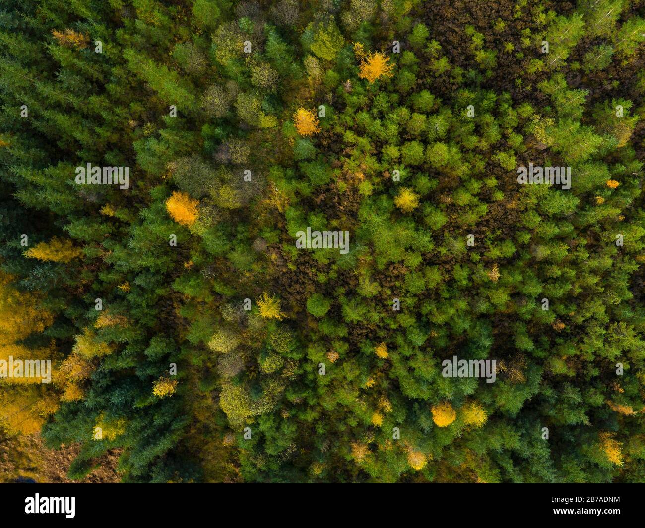 Aerial view of larch and spruce trees in autumn, Galloway Forest