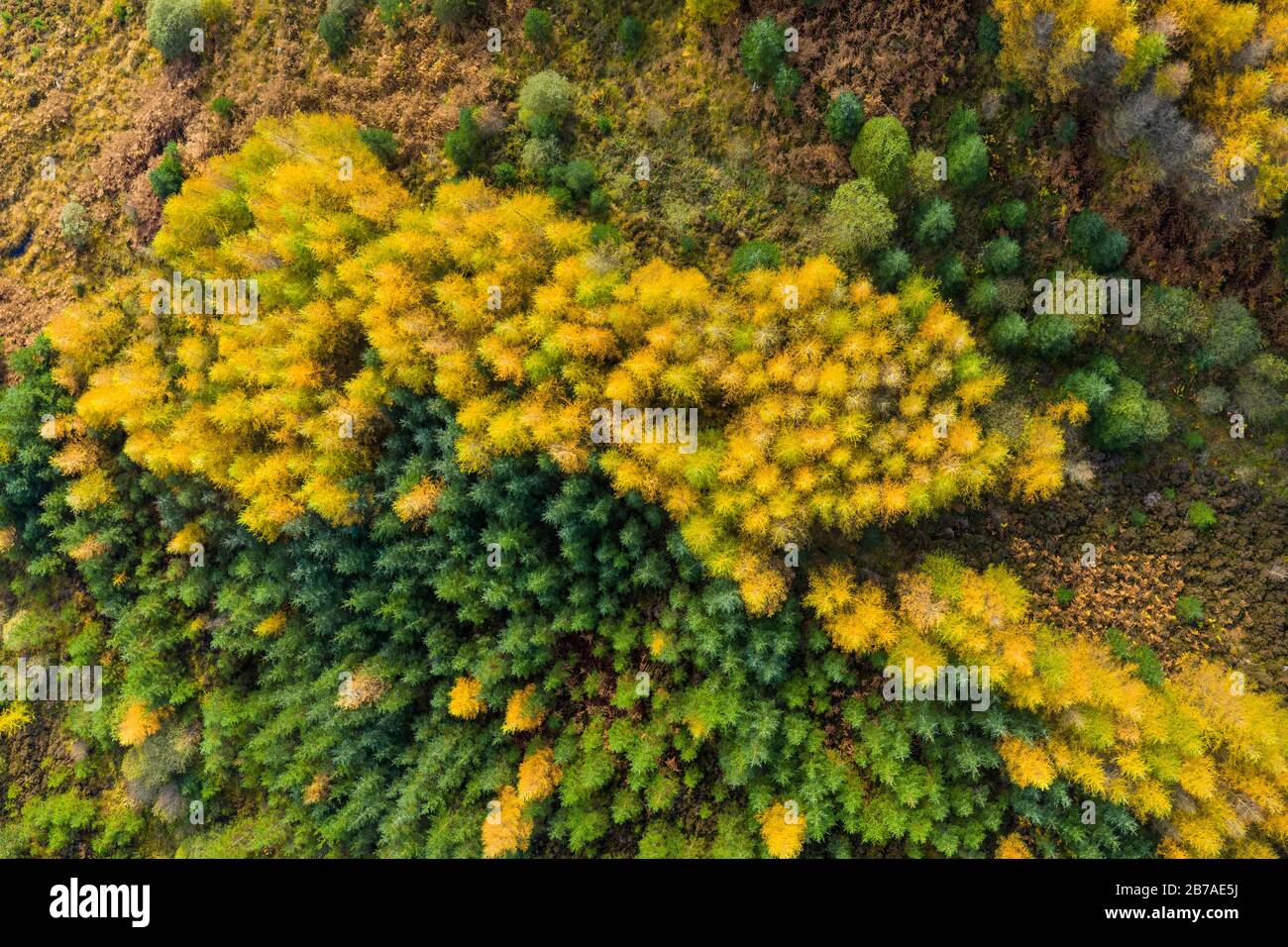 Aerial view of larch and spruce trees in autumn, Galloway Forest ...