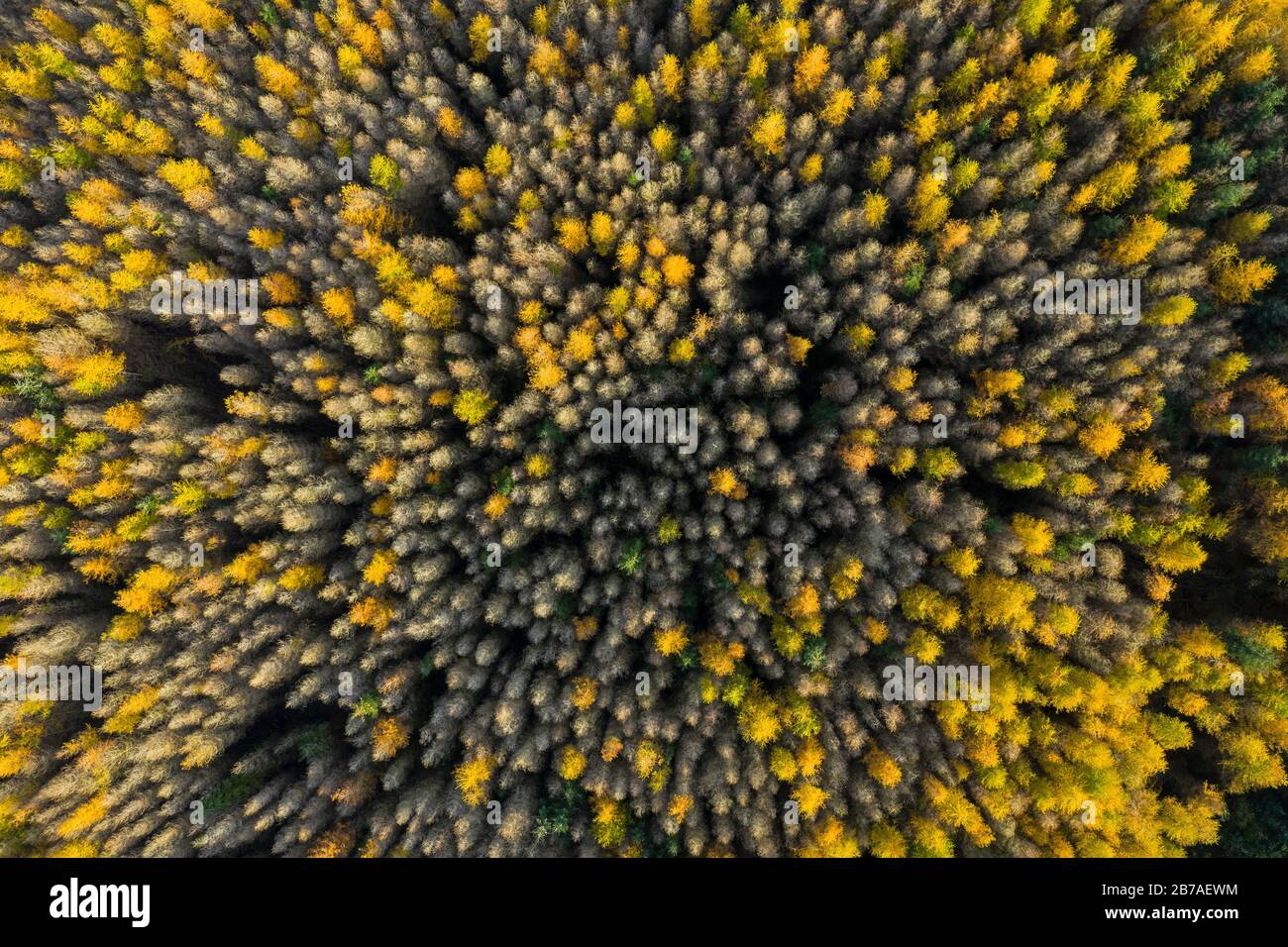 Aerial view of larch and spruce trees in autumn, Galloway Forest, Dumfries & Galloway, Scotland Stock Photo