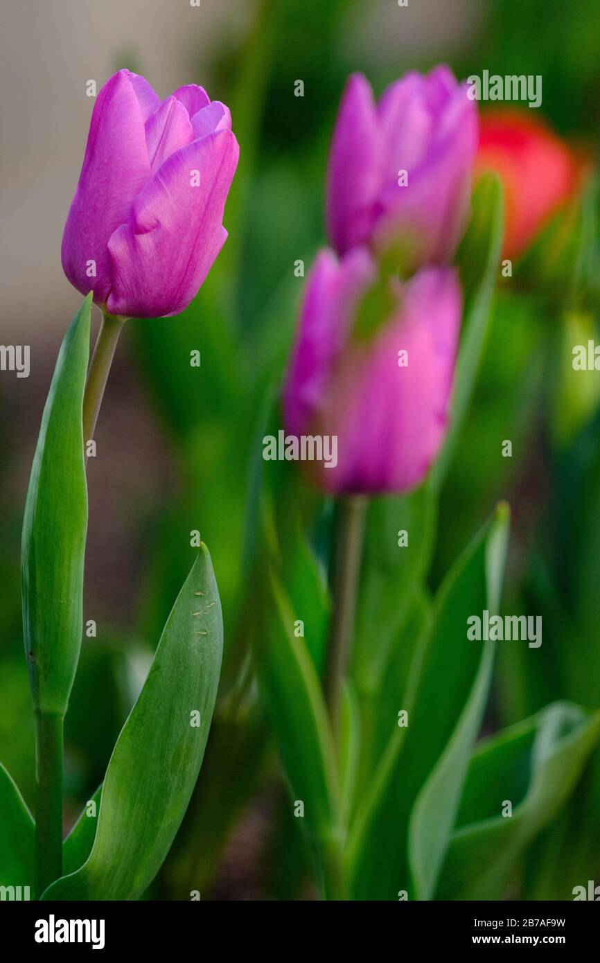 Tulips in bloom Stock Photo Alamy