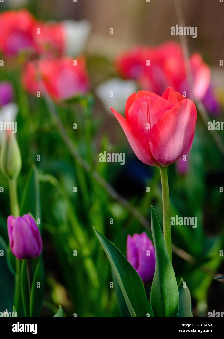 Tulips in bloom Stock Photo Alamy