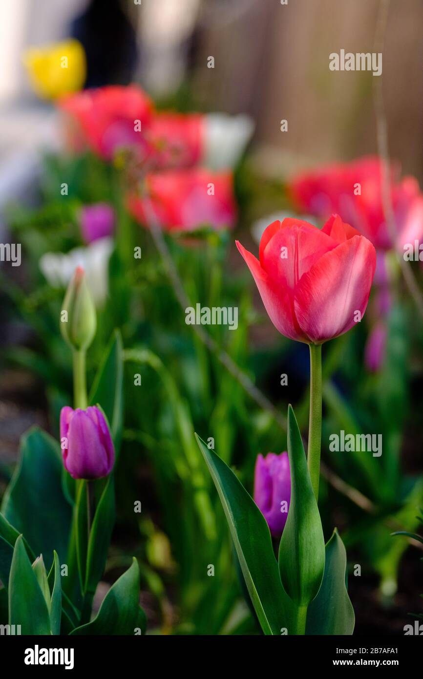 Tulips in bloom Stock Photo Alamy