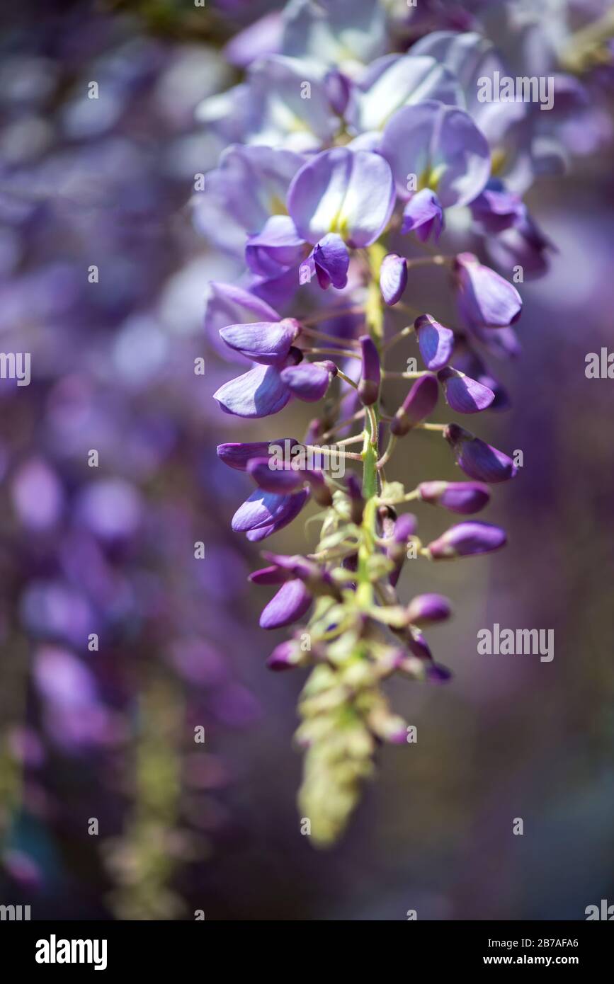 Spring garden closeup of a blooming colorful lilac purple drooping