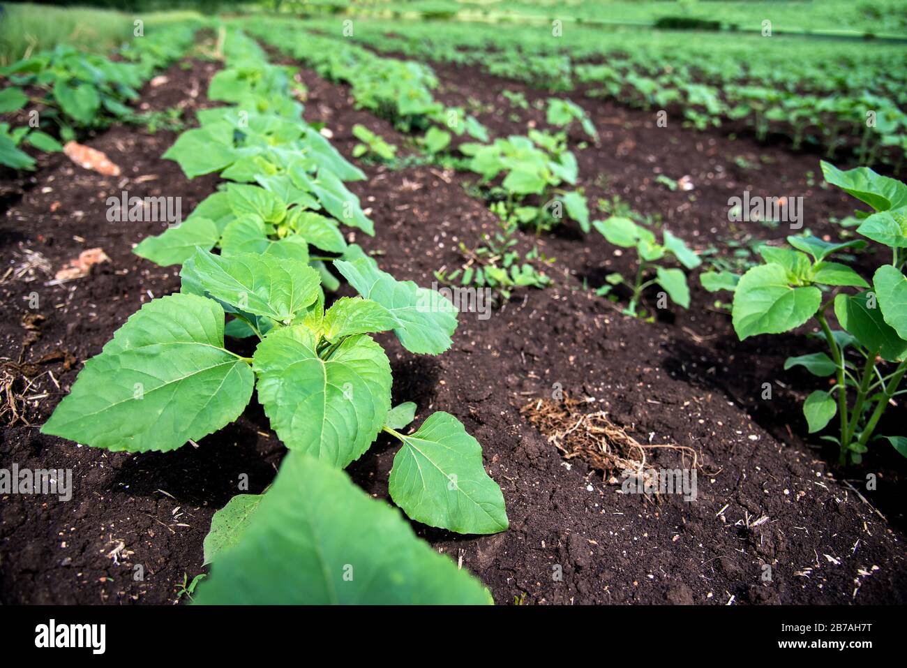 Rows of young sunflower plants on the field early in the spring Stock Photo