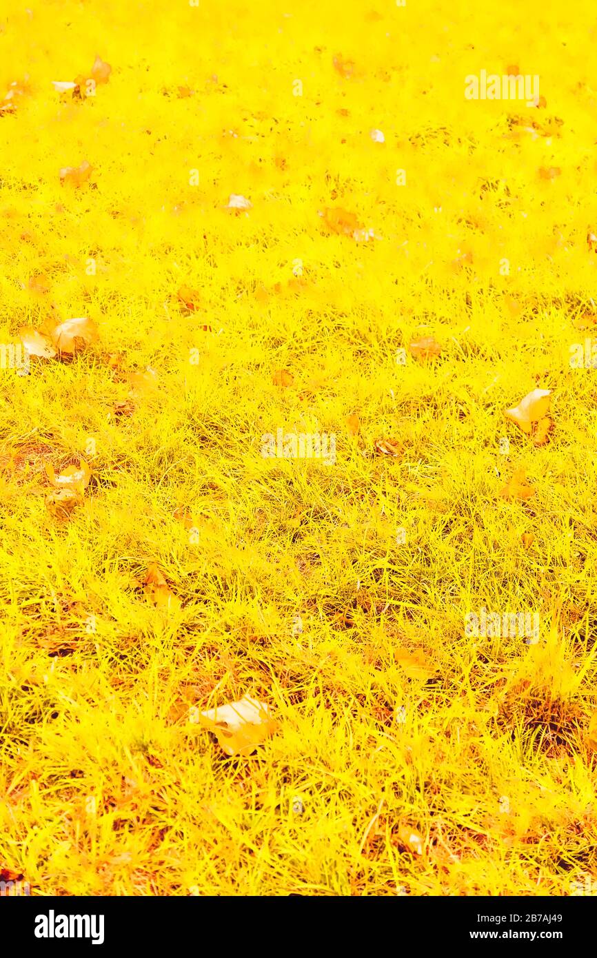 Autumn nature, fall leaves and trees outdoors, cold season Stock Photo ...