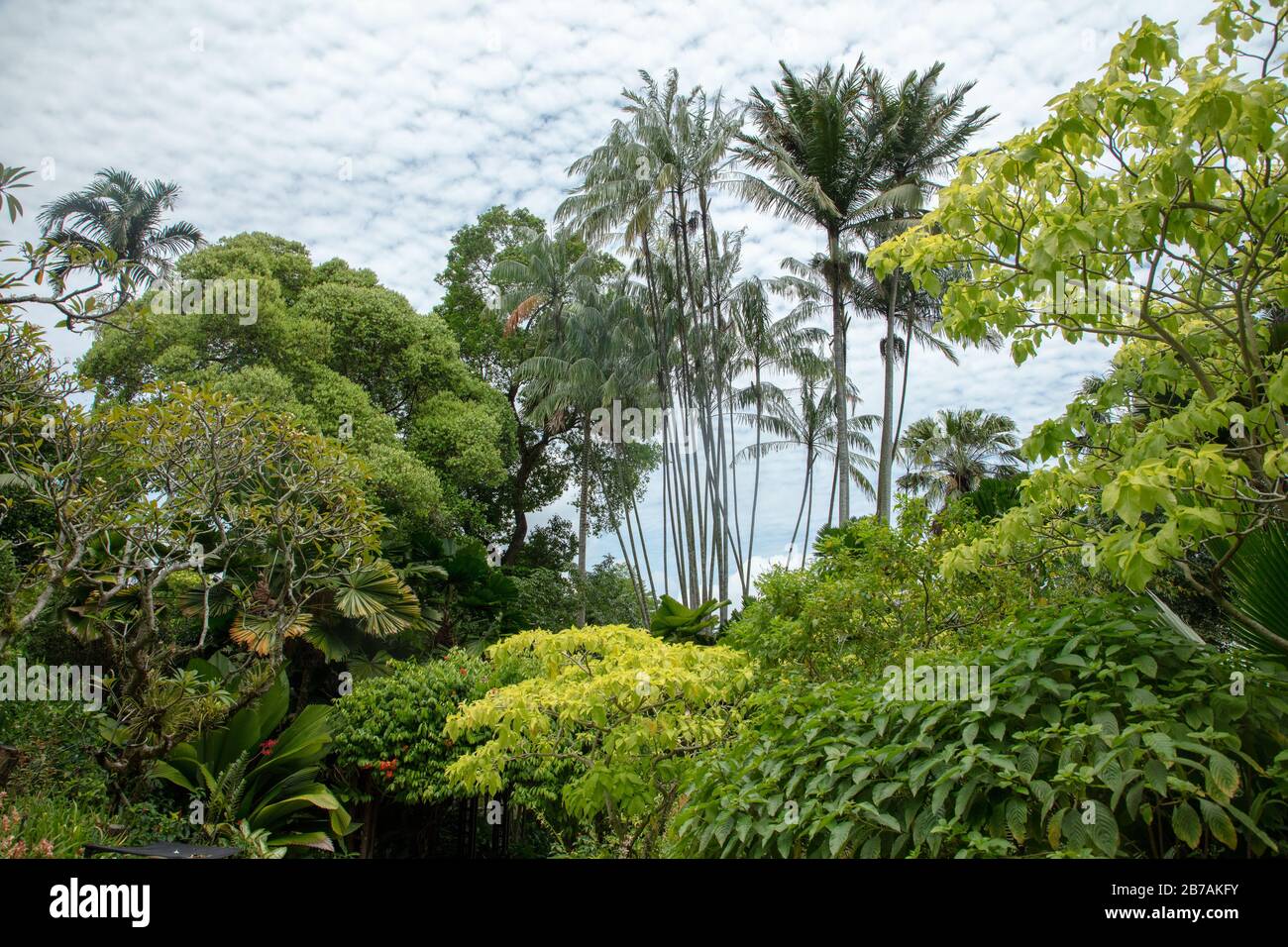 Trees seen in Singapore Botanic garden Stock Photo Alamy