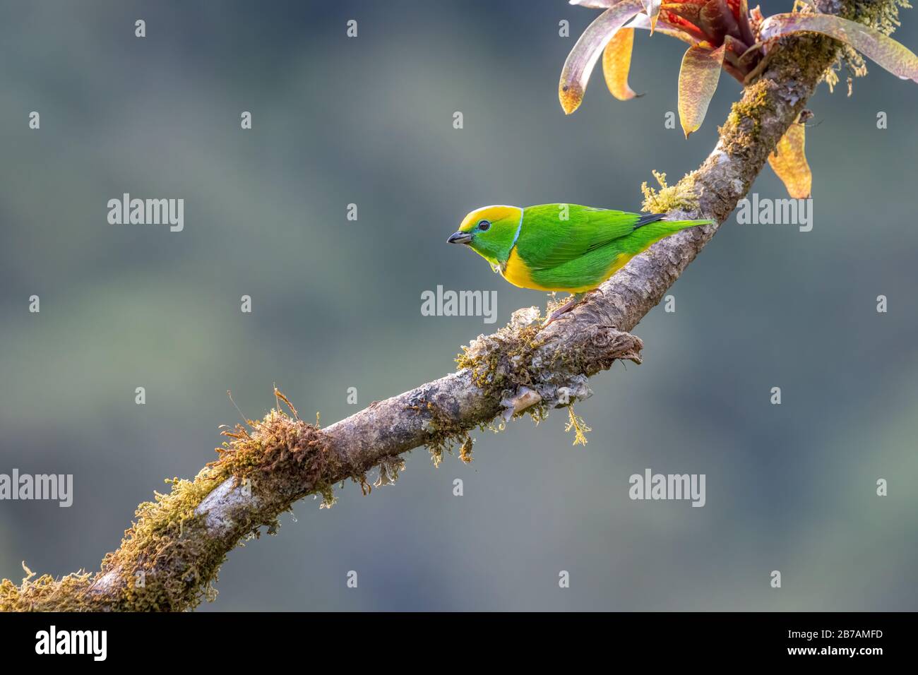 A Golden-browed Chlorophonia (Chlorophonia callophrys) rests on a branch in the cloudforest of San Gerardo de Dota, Costa Rica. Stock Photo
