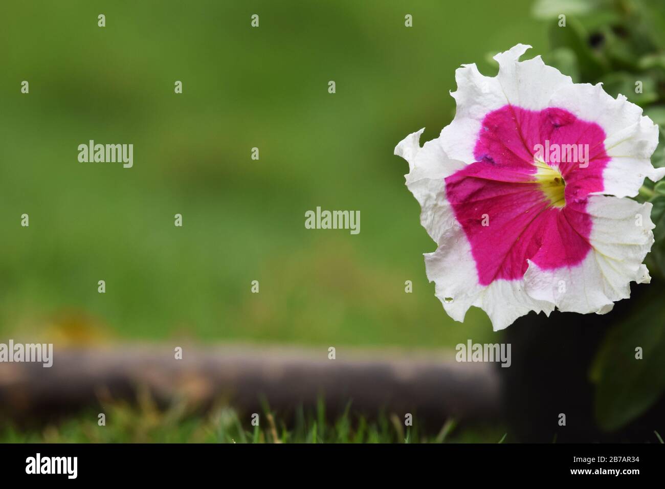 Close up of a Pink picotee petunia blossom in a backyard green background Stock Photo