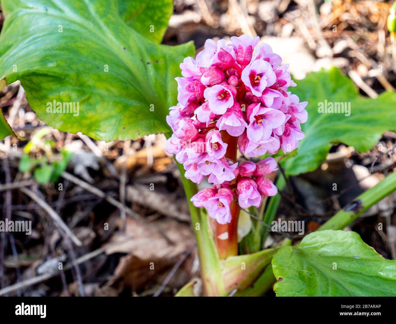 Thick leaf Bergenia Saxifragaceae blooms in spring Stock Photo