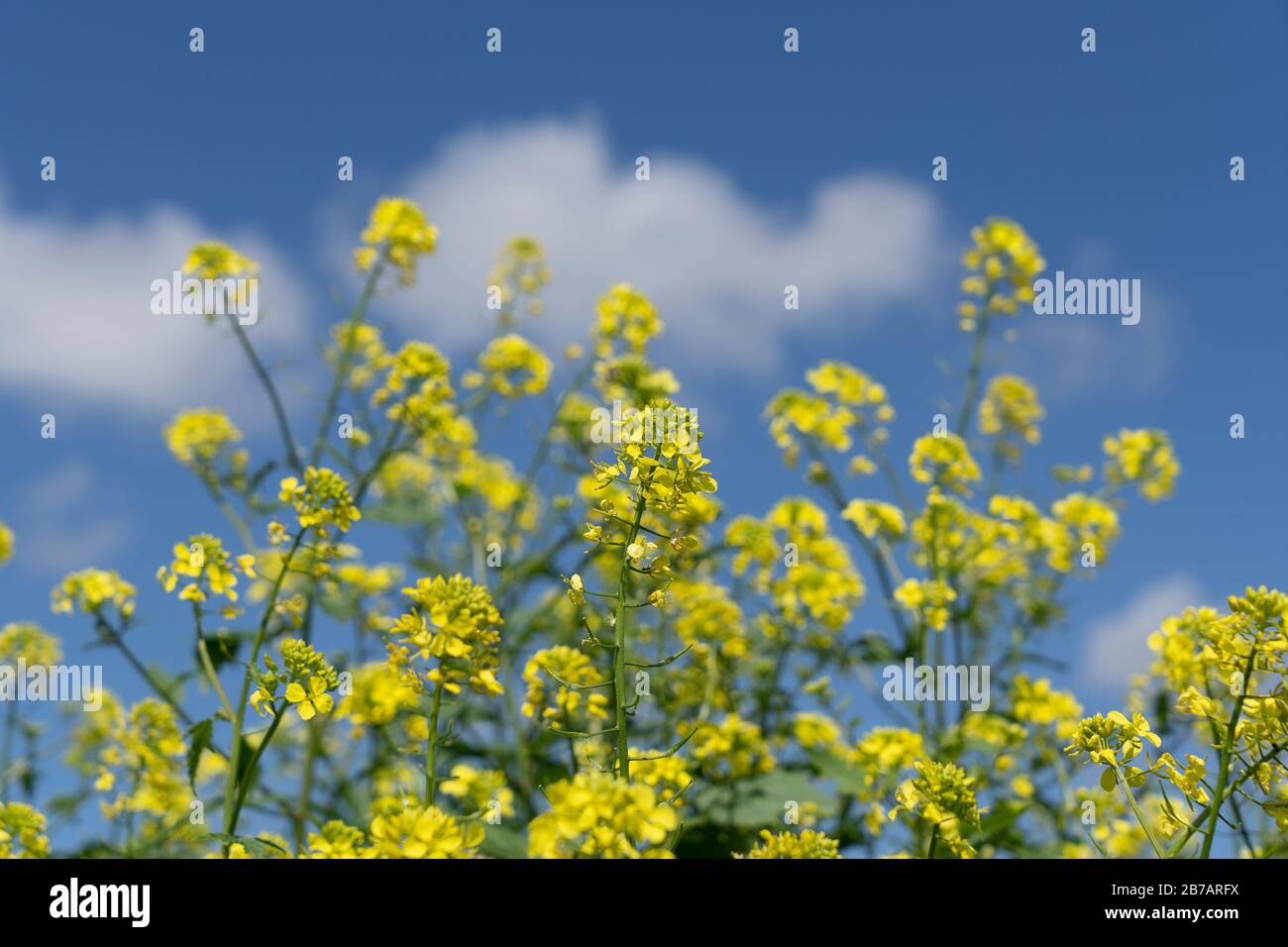 Mustard wild flowers in nature Stock Photo Alamy