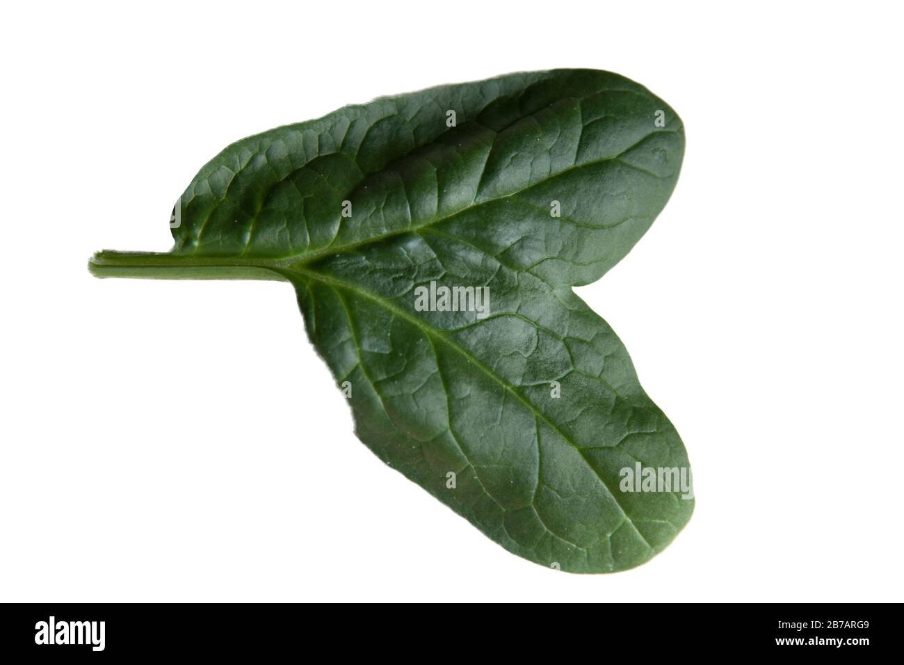 Spinach Leaf two leafs grown from one stem Stock Photo