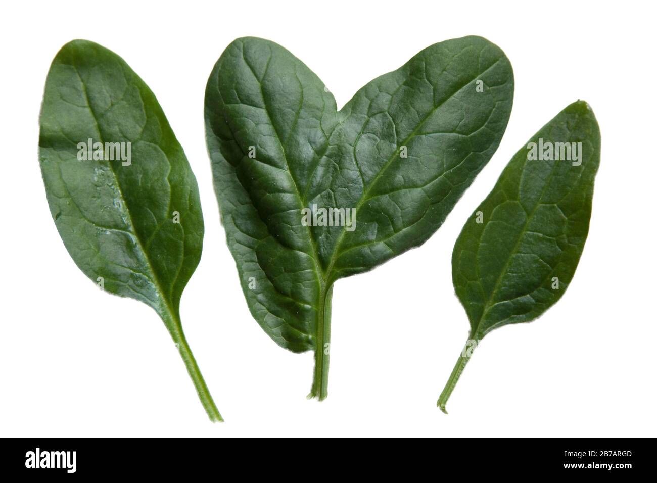 Spinach Leaf two leafs grown from one stem Stock Photo