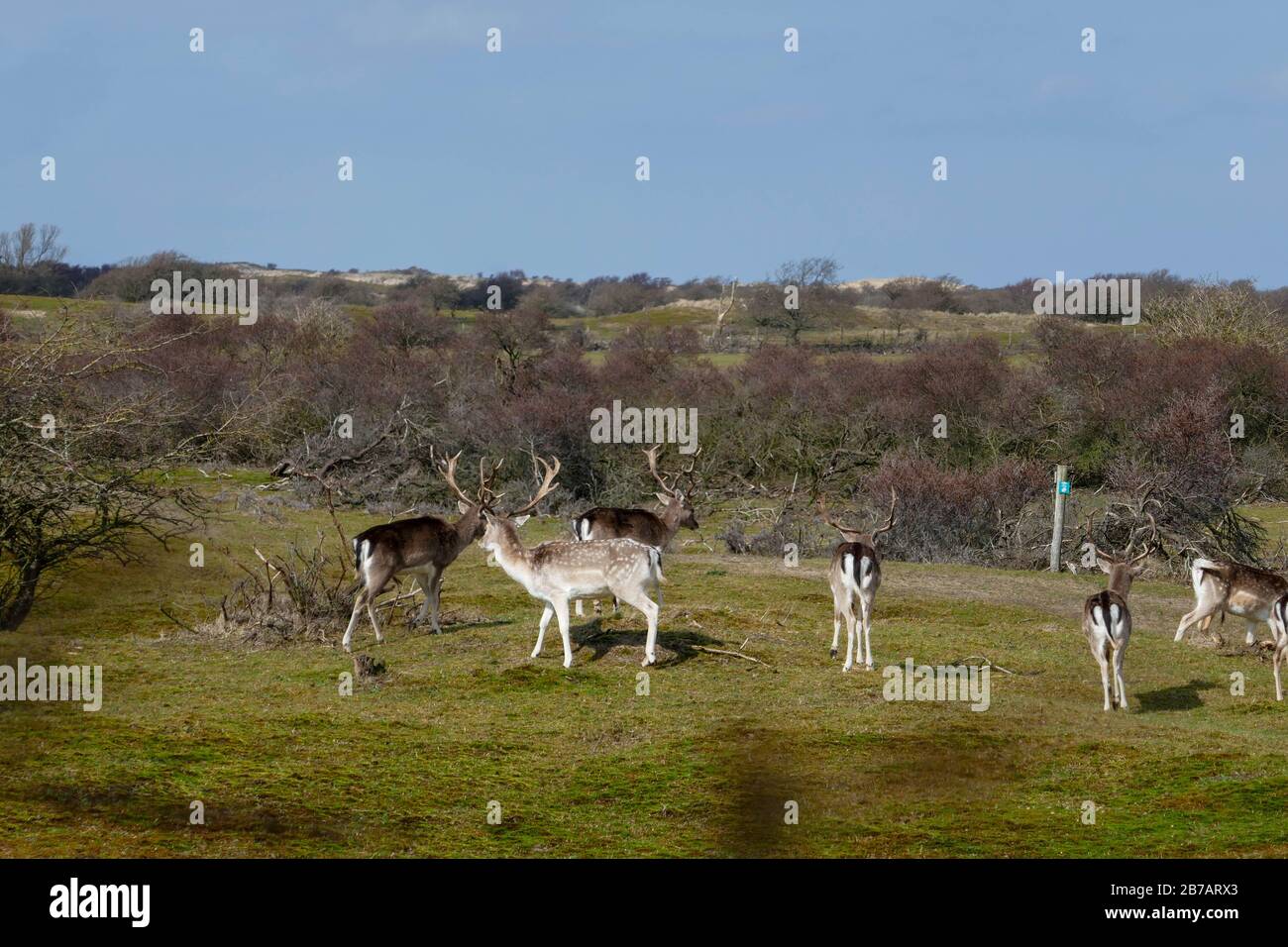 herd of deer and fallows in dunes in Holland Stock Photo