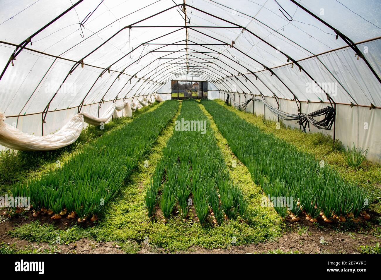 Growth of onions inside a greenhouse - selective focus Stock Photo - Alamy