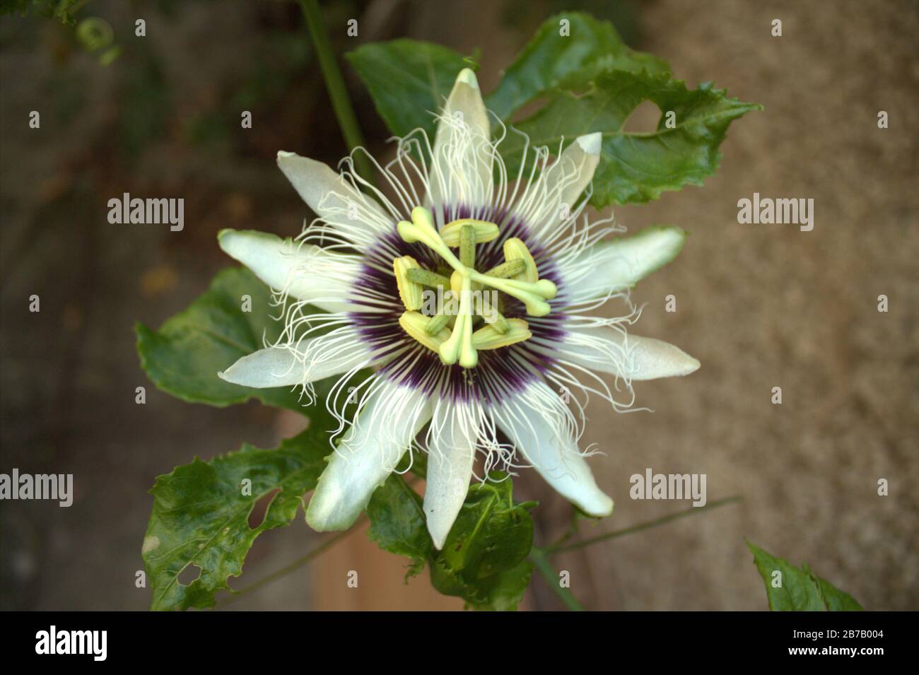 passion fruit flower Stock Photo Alamy