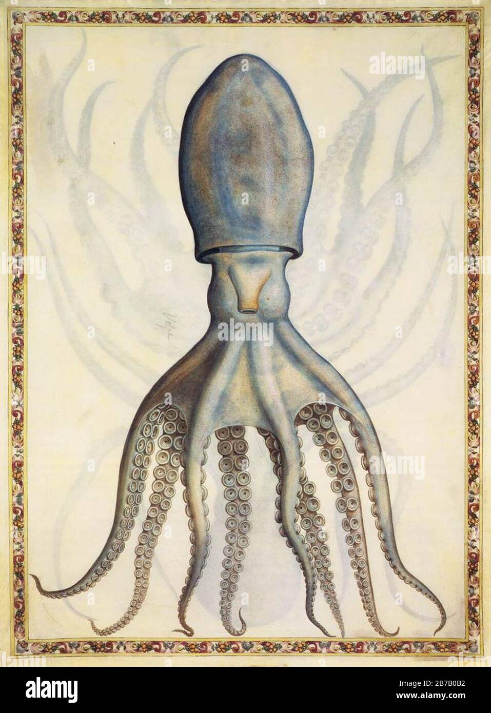 Giorgio Liberale - Common octopus Stock Photo
