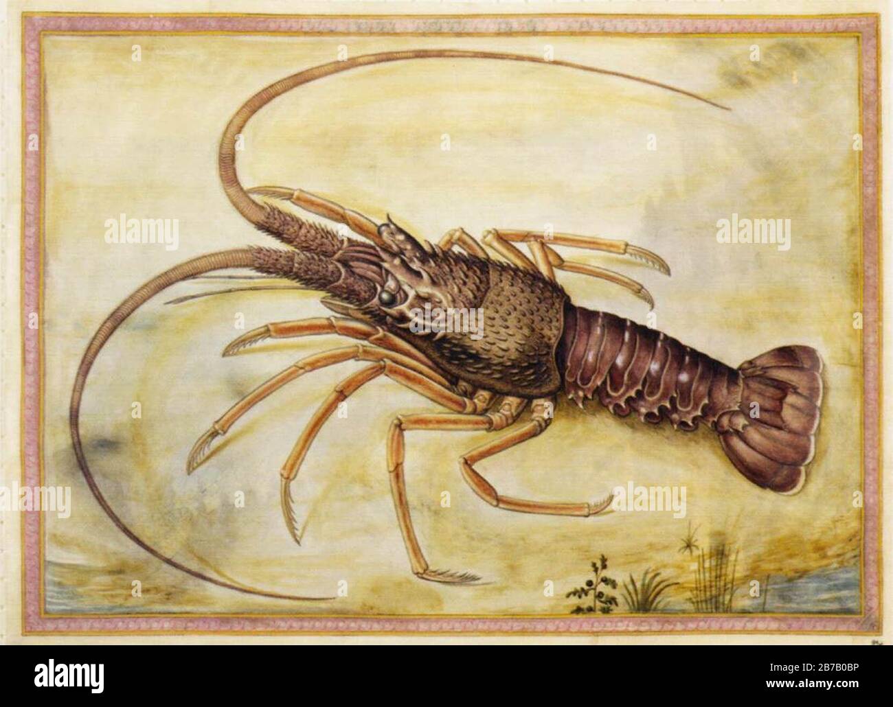 Giorgio Liberale - Mediterranean lobster Stock Photo