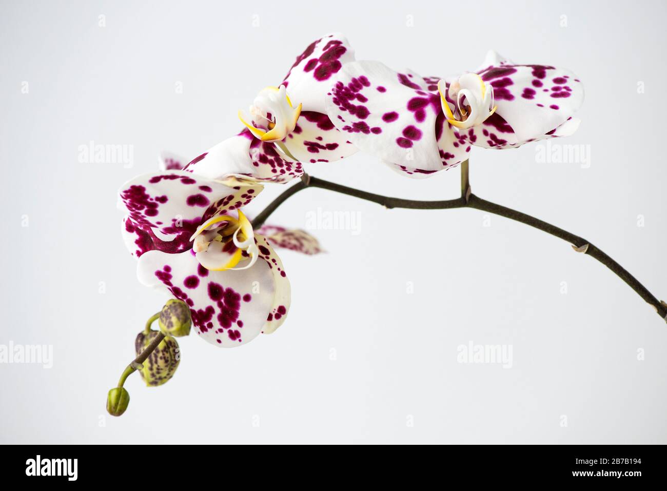 Macro photography of petals of a blooming orchid  phalaenopsis isolated on white background. Stock Photo