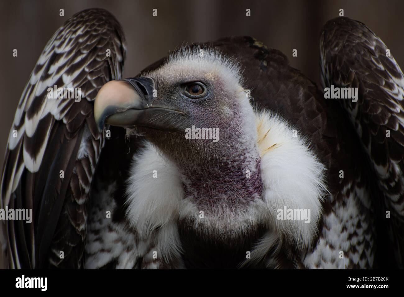 Portrait of a beautiful vulture Stock Photo