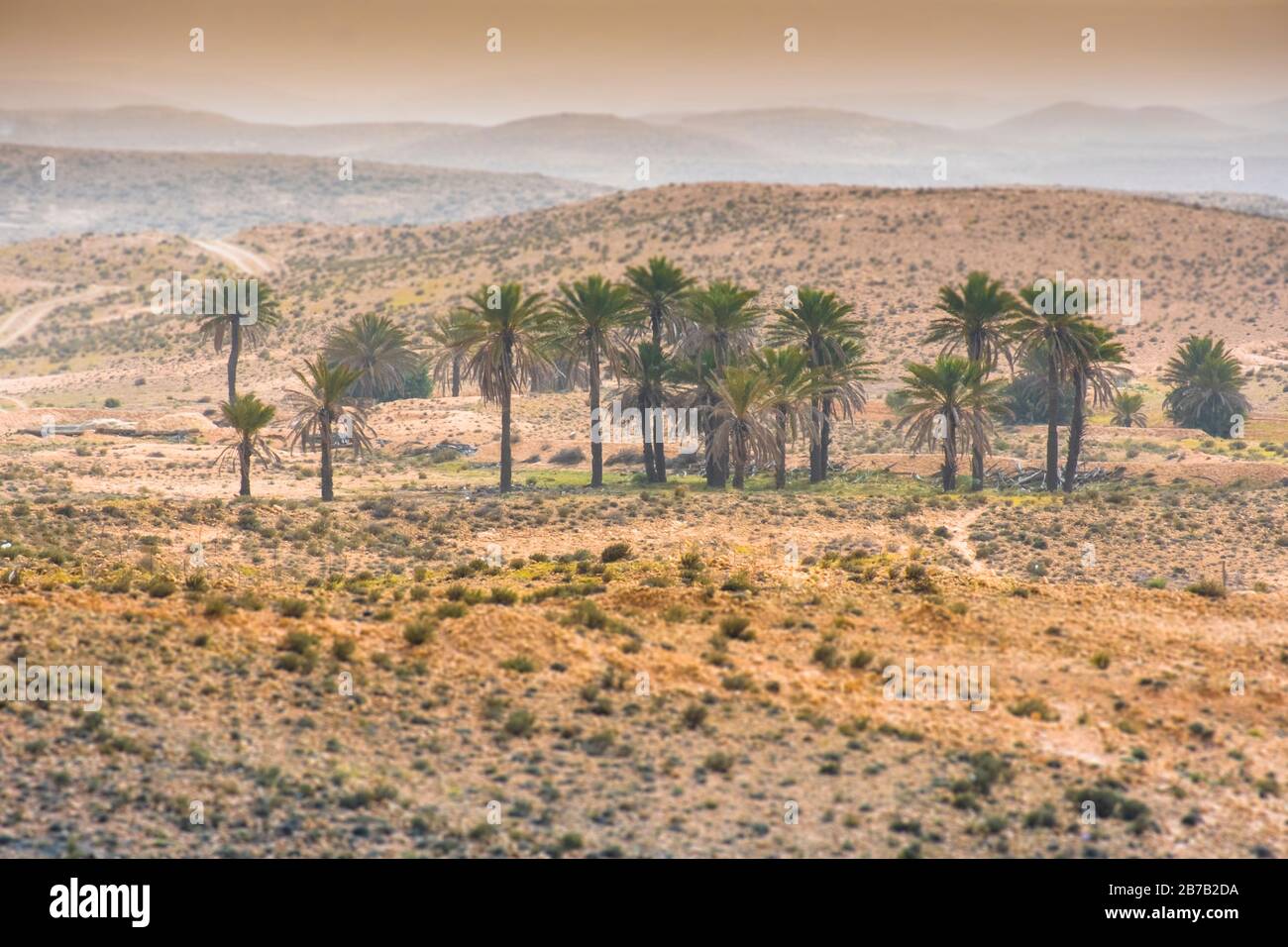 Natural trees in desert hi-res stock photography and images - Alamy