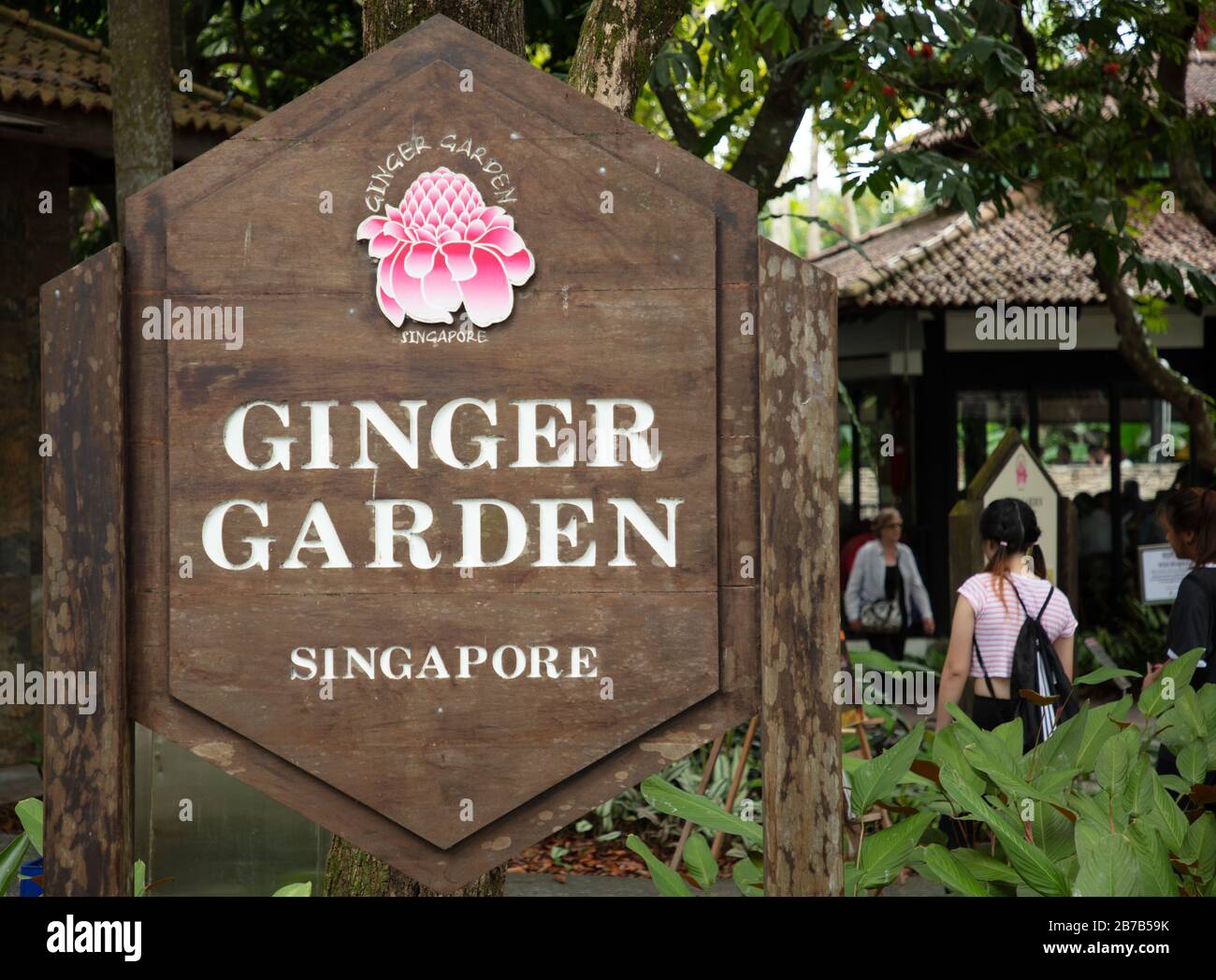 Ginger garden in the Singapore Botanical Garden Stock Photo Alamy