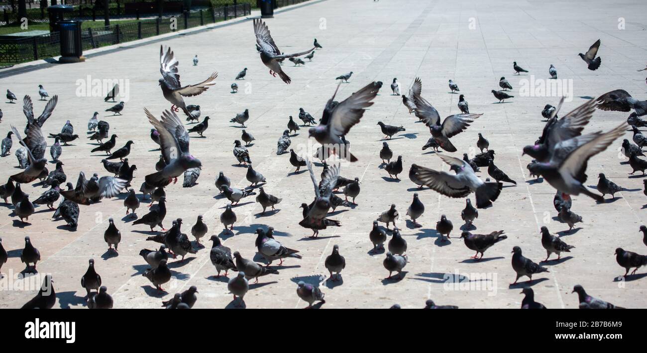 Lovely pigeon birds feed in an urban environment Stock Photo Biology Diagrams