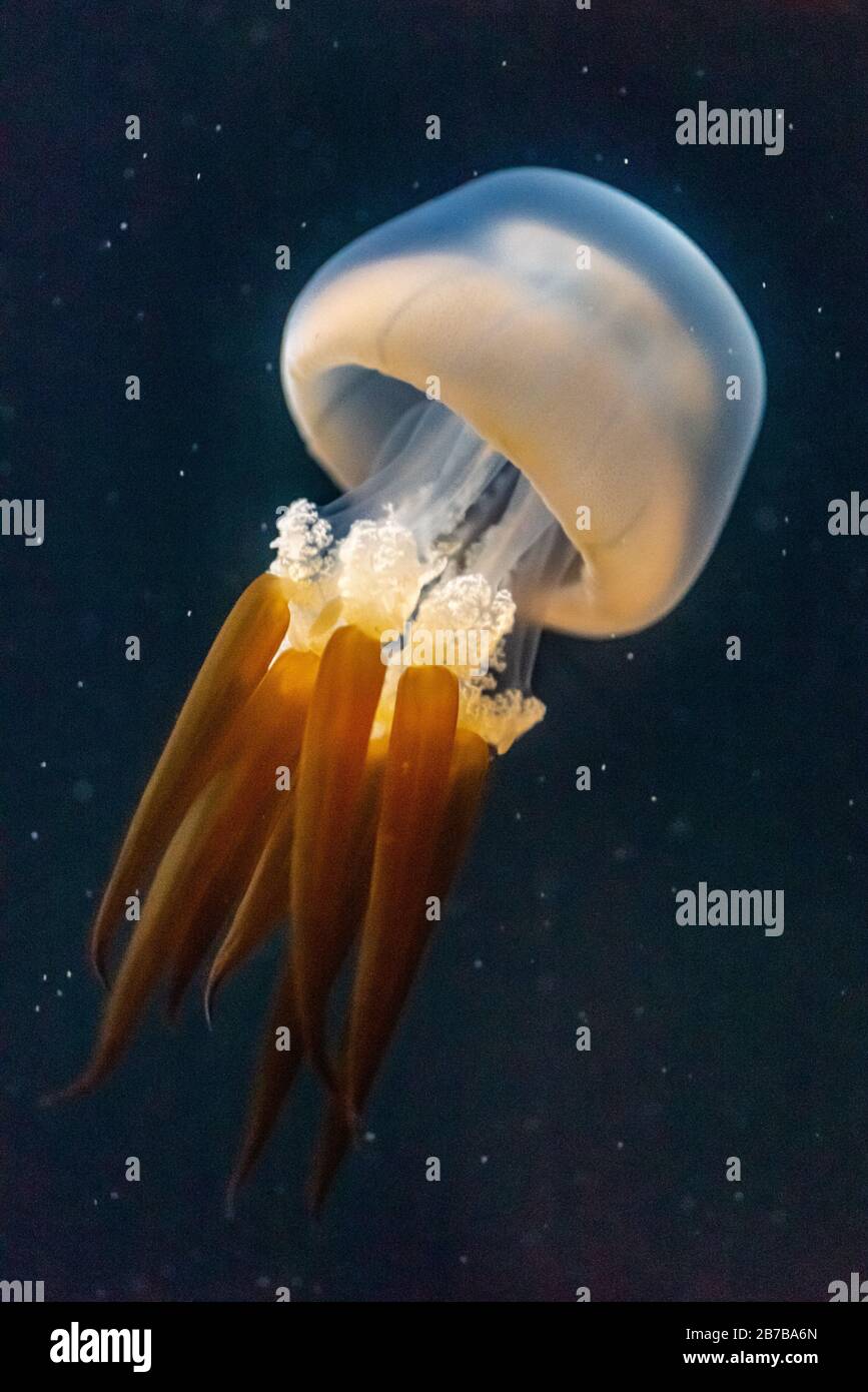 Rhopilema esculentum, the flame jellyfish, is a species of jellyfish native to the warm temperate waters of the Pacific Ocean Stock Photo