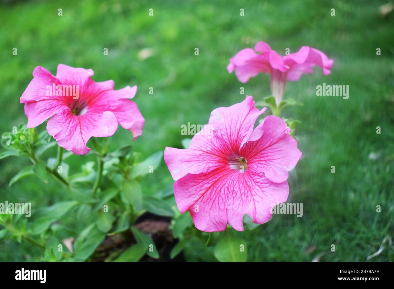 petunia, petunia axillaris, petunia bravo plum,light pink petunia hybrida, multiflora petunia bunch Stock Photo