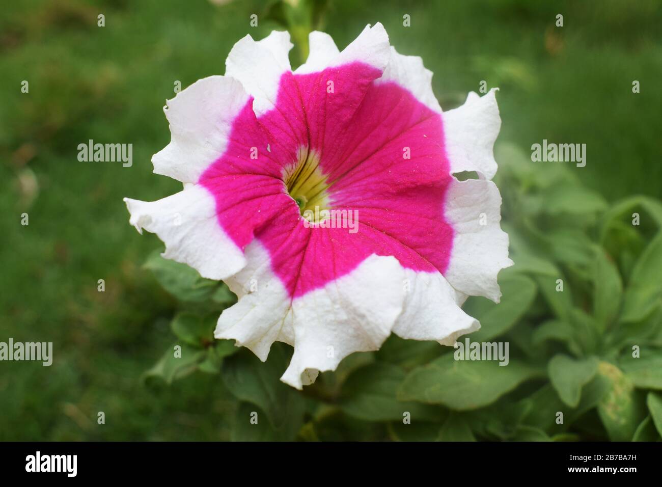 Close up of Beautiful pink picotee petunia with Bright inner center and white outer edge side of petal Stock Photo