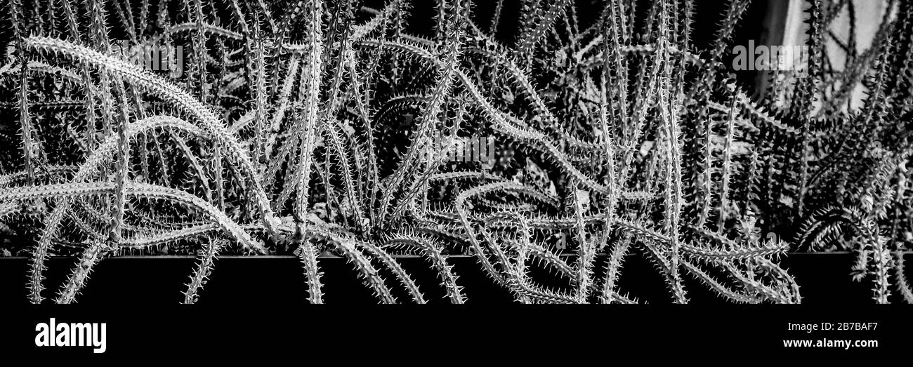 A dramatic vision of a tangle of alluaudia procera.succulent stems appearing snake like in a planter in Arizona, USA, in black and white Stock Photo
