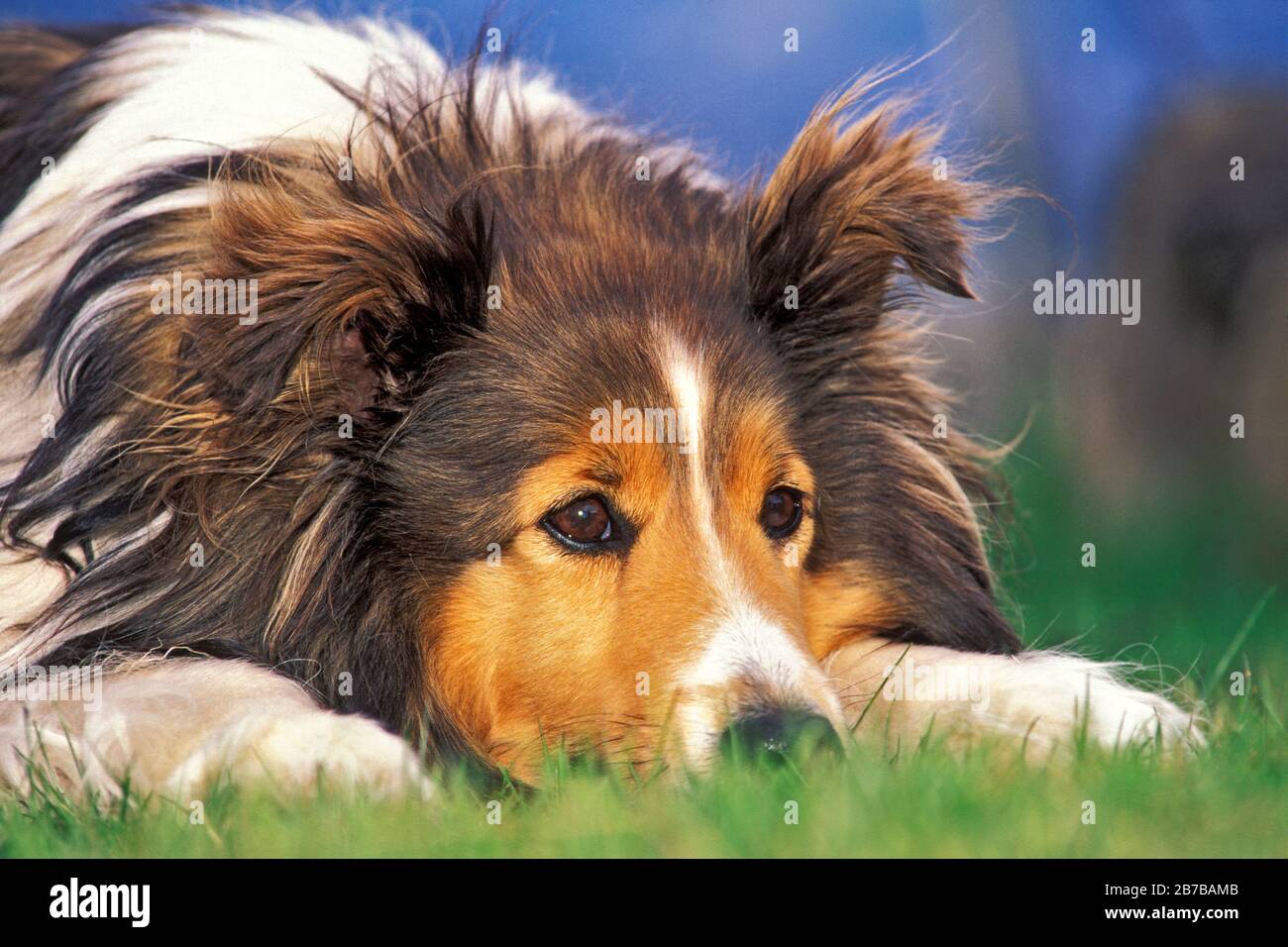 Shetland Sheepdog lying in grass, alert, portrait closeup Stock Photo ...