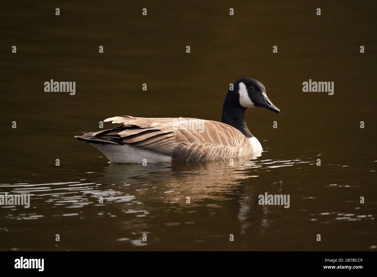 Canada Geese resting in marsh Stock Photo