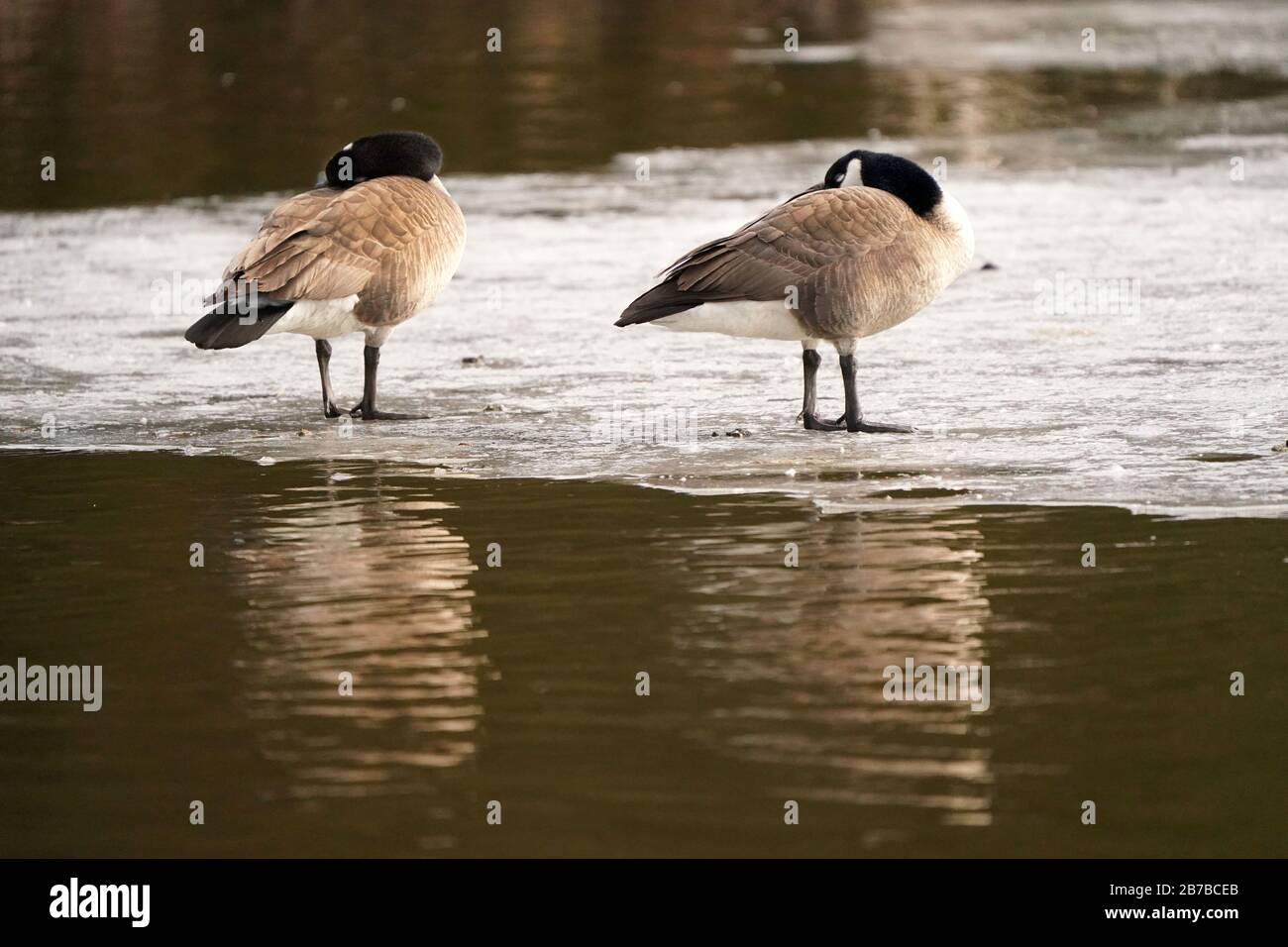 Canada Geese resting in marsh Stock Photo
