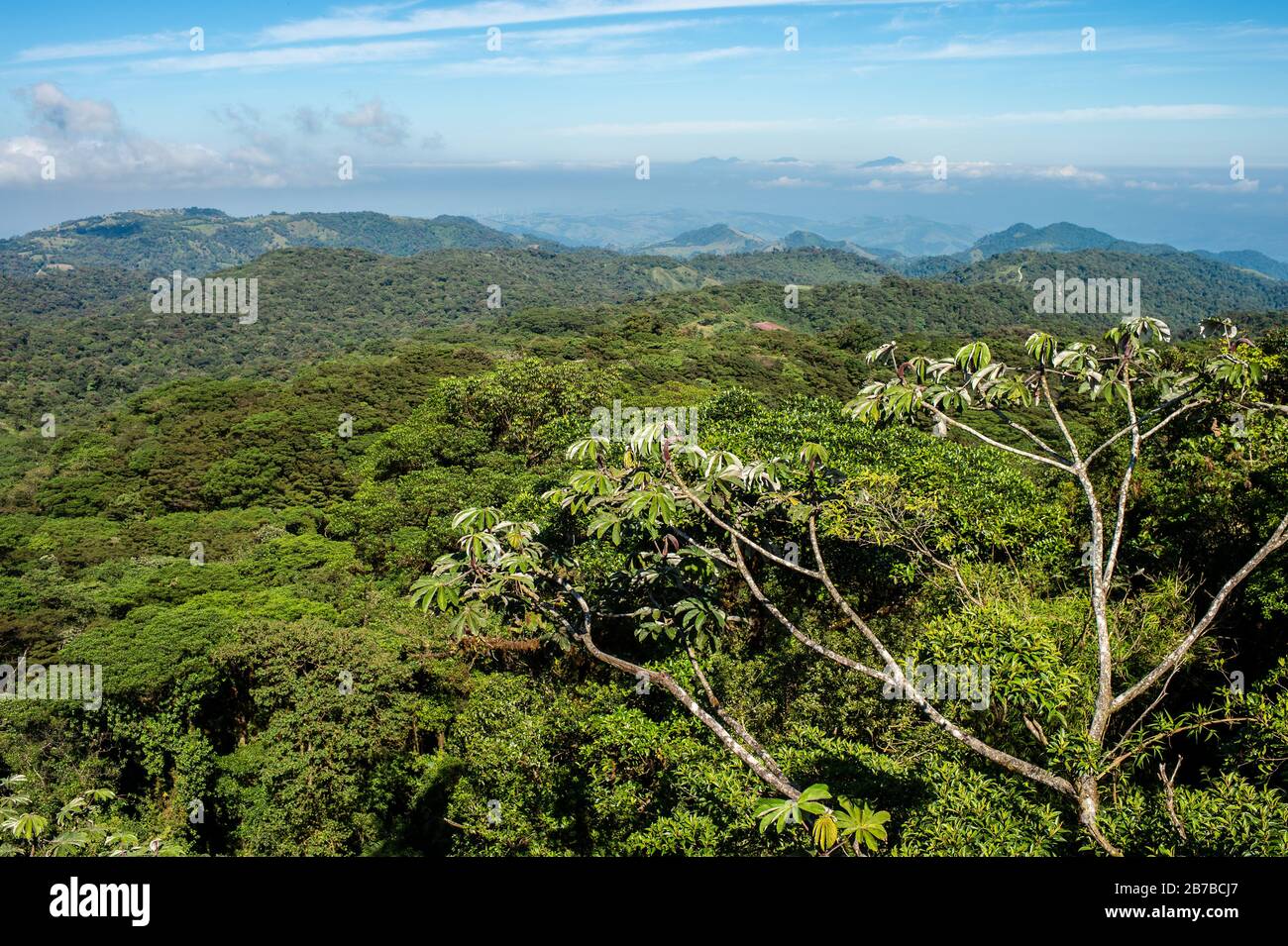 Santa Elena Biological Reserve, Costa Rica, Centroamerica Stock Photo