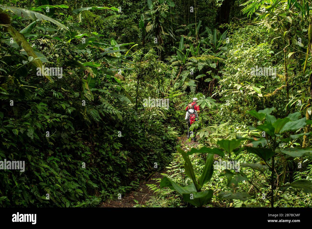 Santa Elena Biological Reserve, Costa Rica, Centroamerica Stock Photo