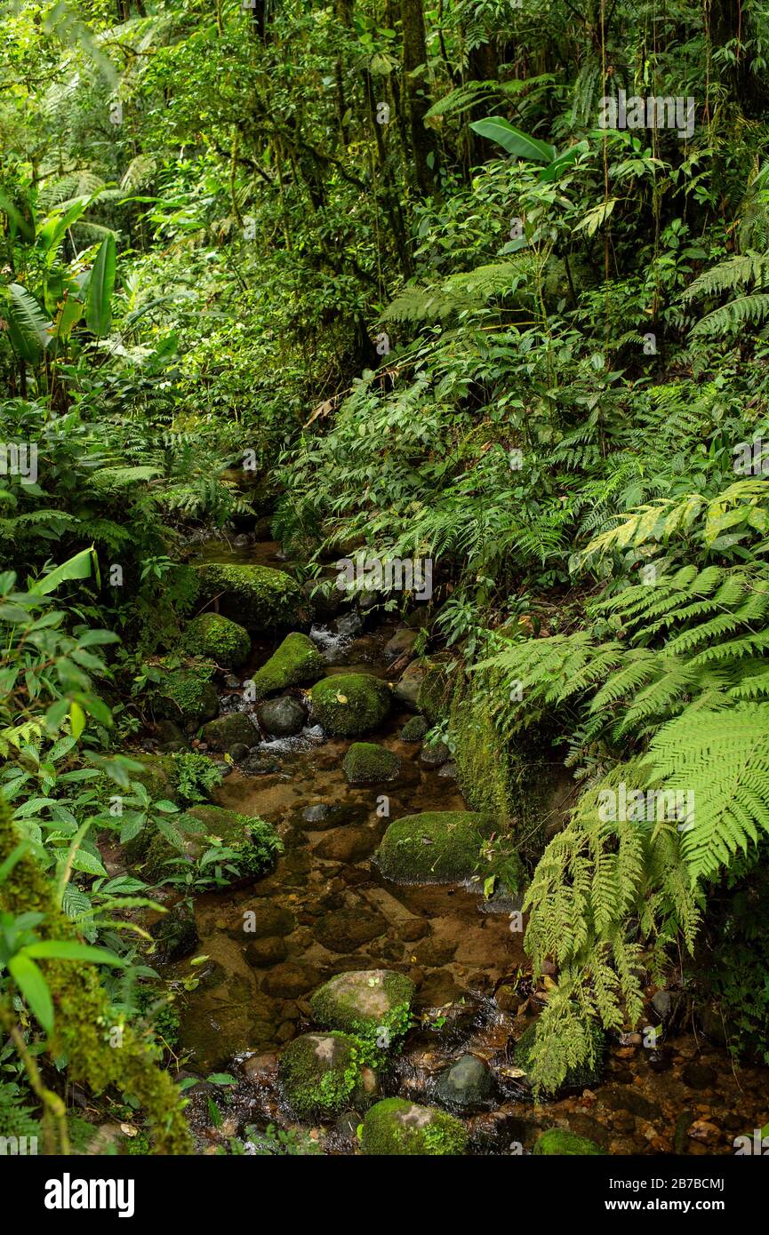 Santa Elena Biological Reserve, Costa Rica, Centroamerica Stock Photo