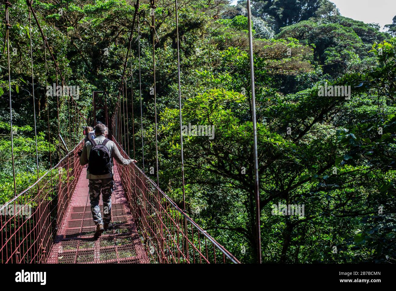 Monteverde Cloud Forest Biological Reserve, Costa rica, Centroamerica Stock Photo