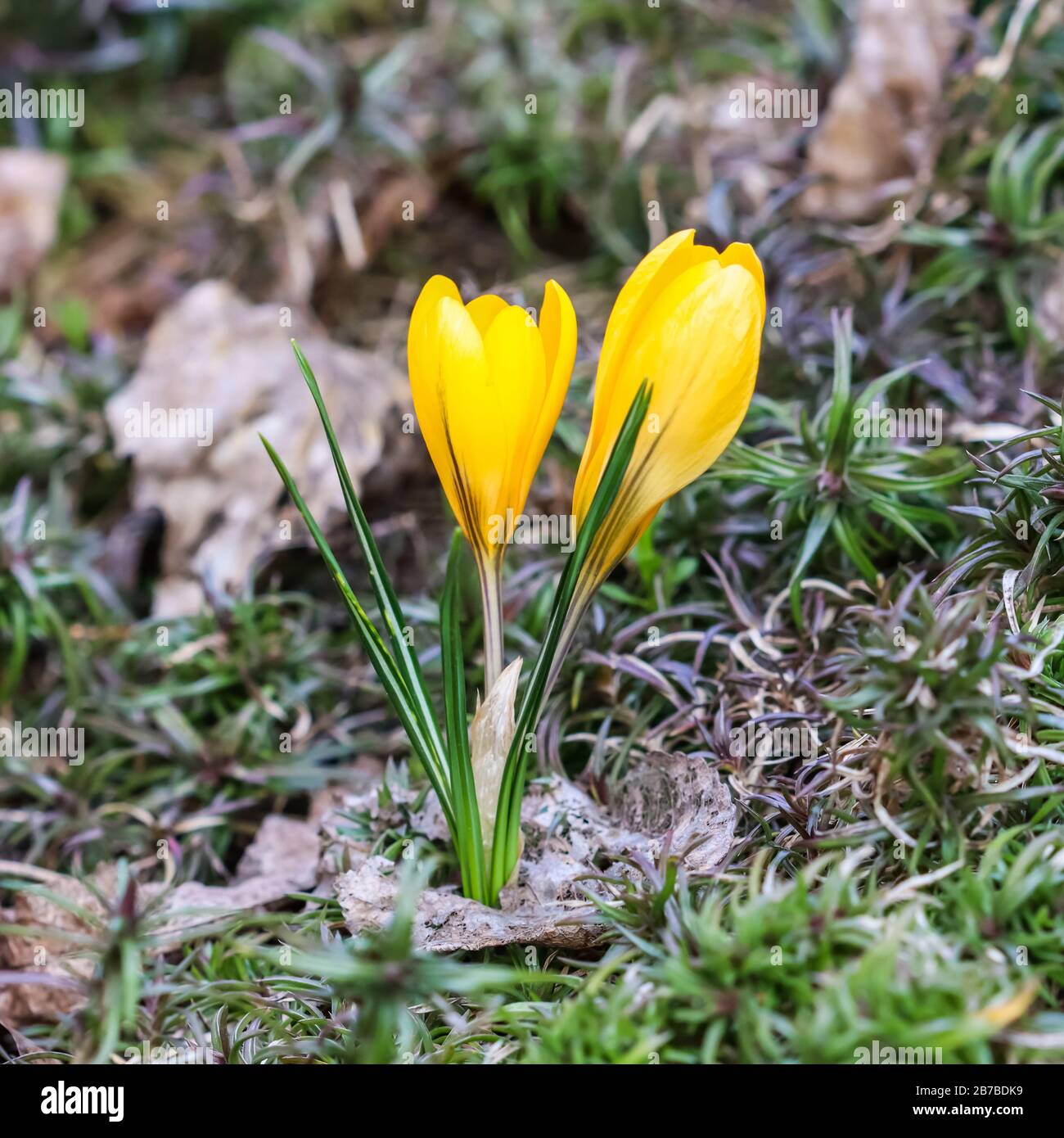 The first yellow crocuses in the spring garden. Botanical concept Stock Photo