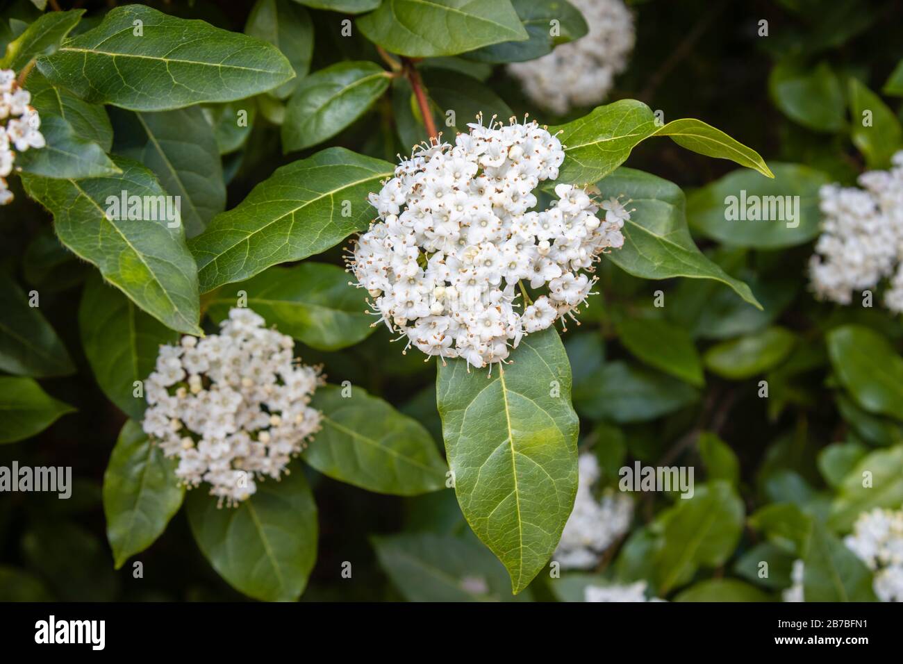 Viburnum tinus shrub plant hires stock photography and images Alamy