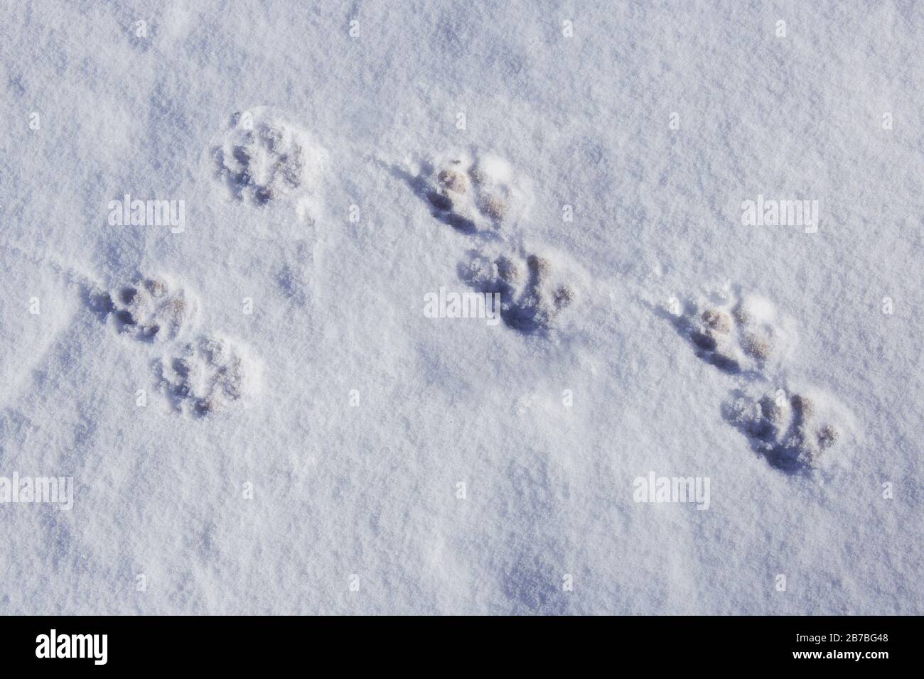 Animal Tracks in the fresh snow, aerial view. Stock Photo