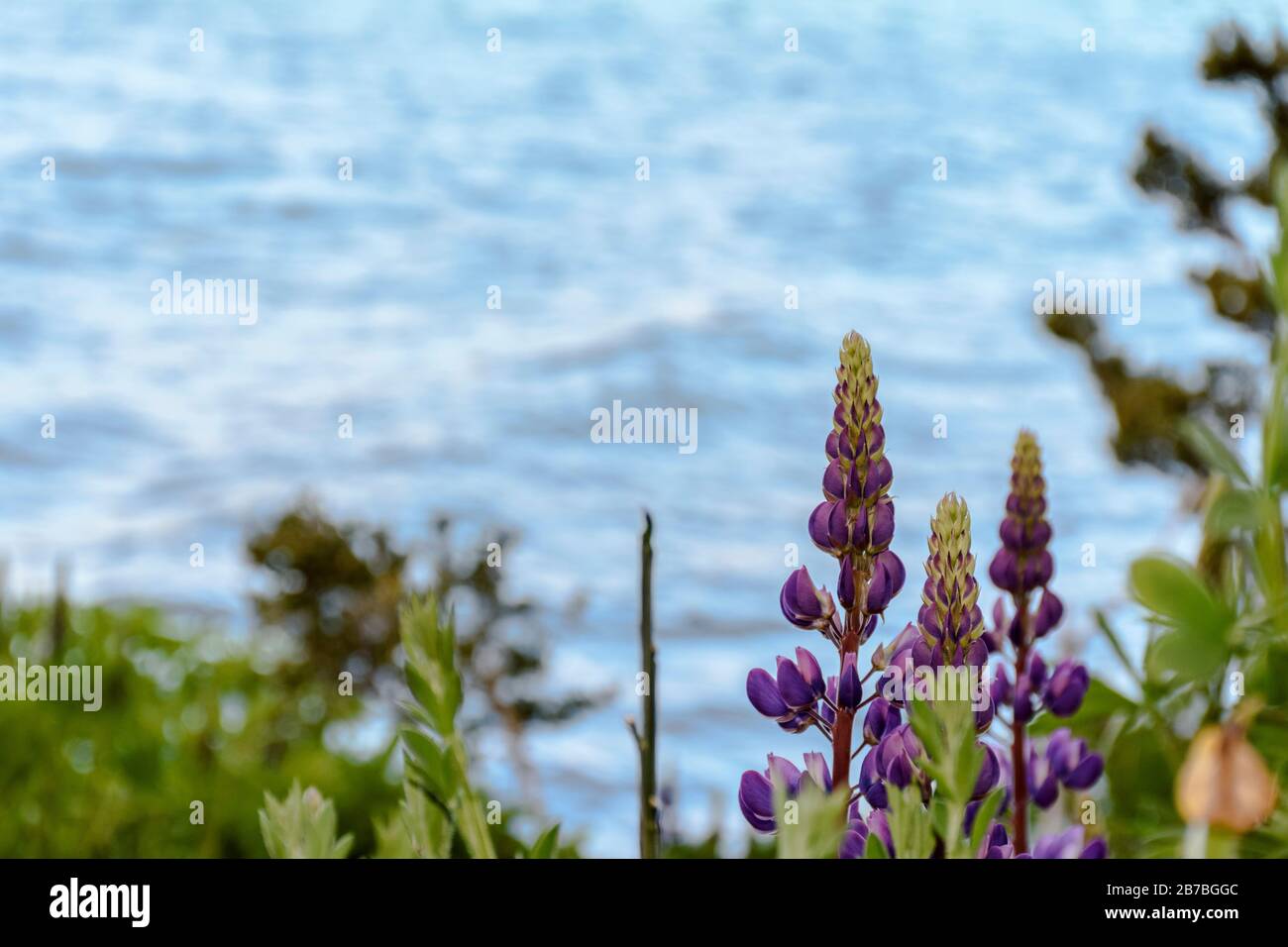 Close-up view of purple lupine in the nature during spring season in Patagonia, Argentina Stock Photo