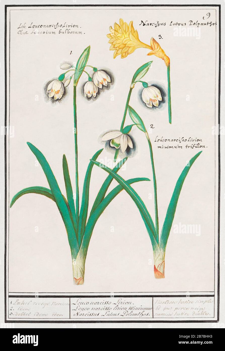 Snowdrops, galanthus, and a daffodil, narcissus (1596–1610) by Anselmus Boëtius de Boodt. Original from the Rijksmuseum. Digitally enhanced by rawpixe Stock Photo