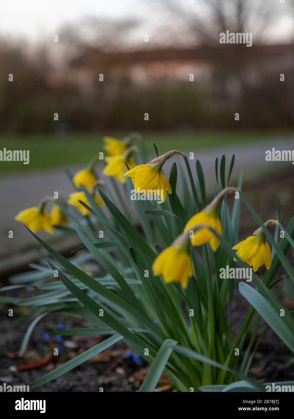 Yellow narcissus flowers growing in German spring Stock Photo