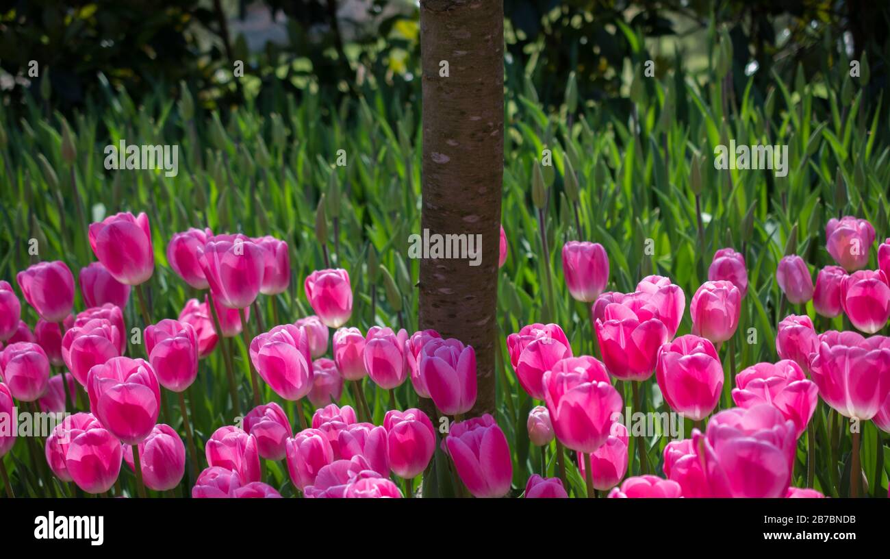 Pink color tulip flowers bloom in the garden Stock Photo - Alamy
