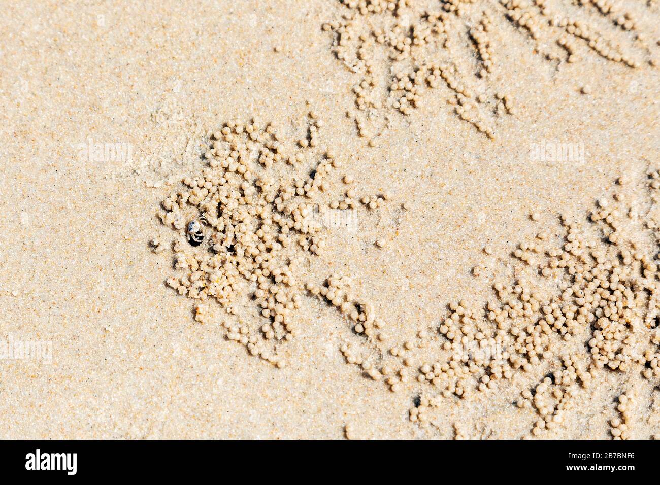 Sand Bubbler crab in burrow and with the feeding sand balls, in the indo-pacific beach at Andaman beach, Langkawi, Malaysia, Asia. Stock Photo