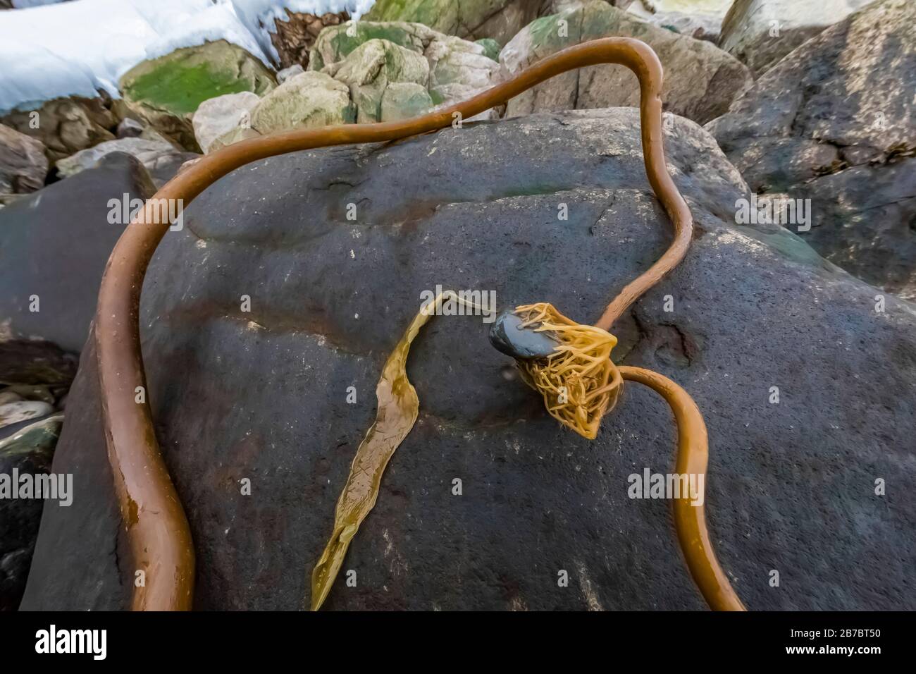 Bull Kelp washed up on the shore of Herring Cove holding pebble near Champney's West, Newfoundland, Canada Stock Photo