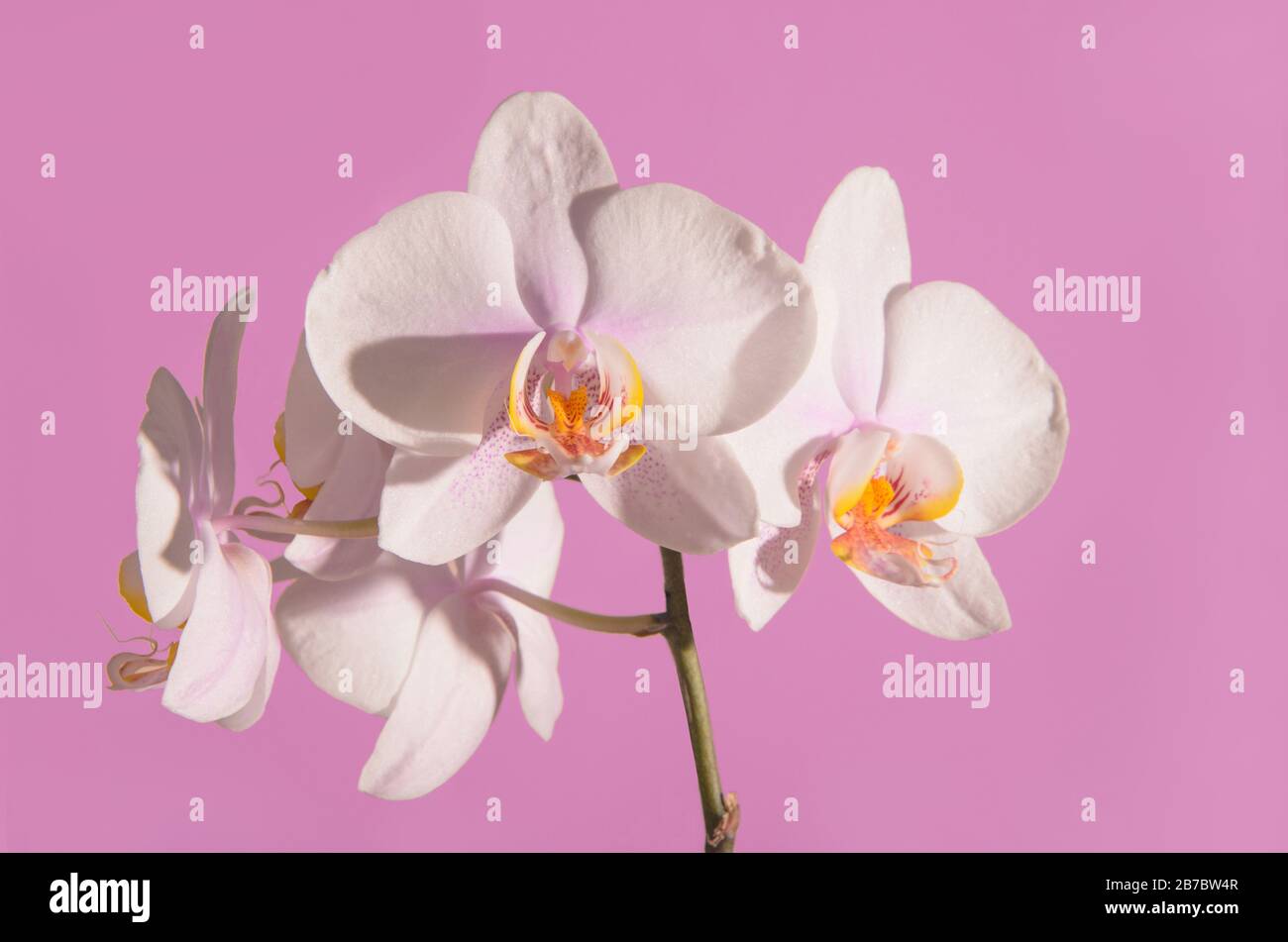 Gorgeous orchid flower in selective focus with a lilac plain background. Stock Photo