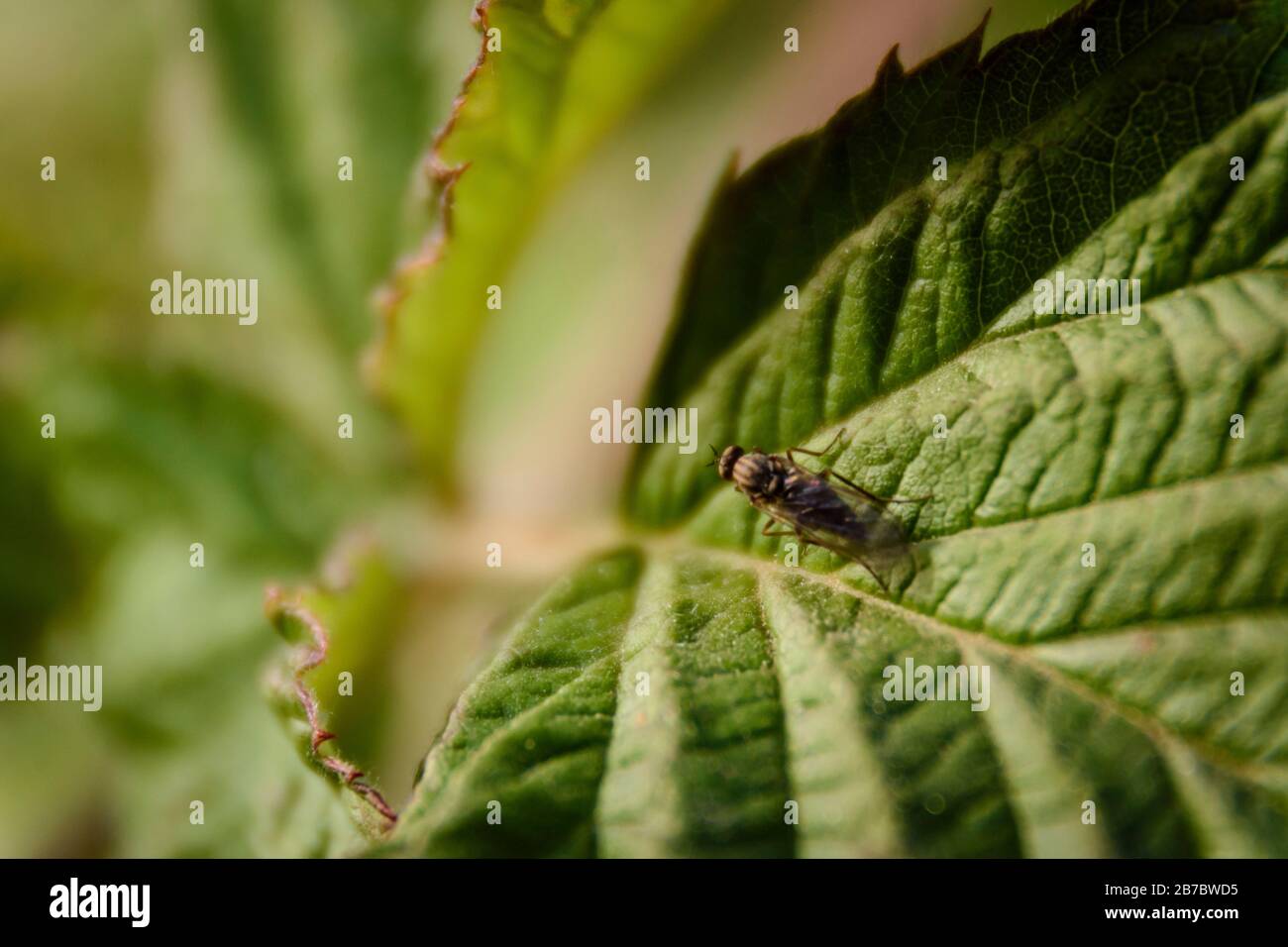 Macro view of a fly on a green leaf Stock Photo
